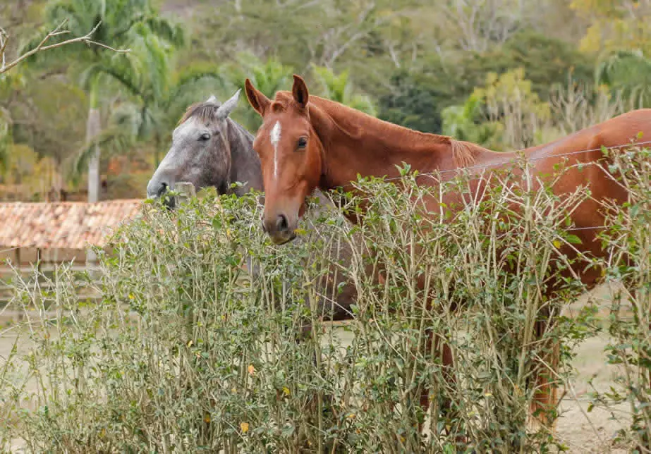 cavalo