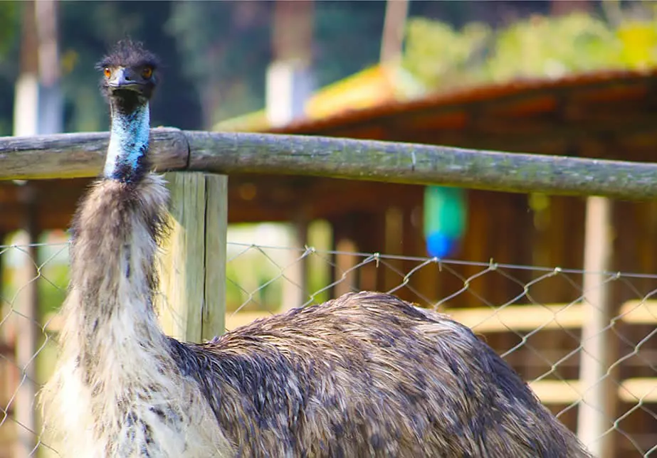 emu