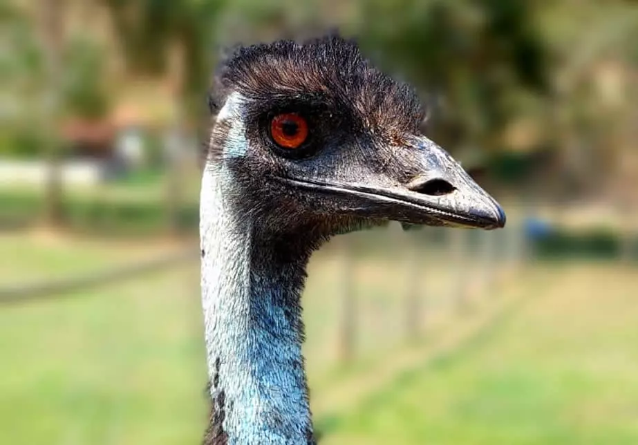 emu