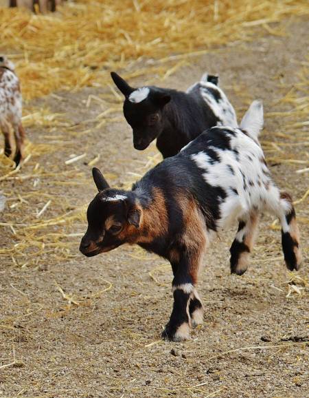 Animais da fazenda para passeio escolar